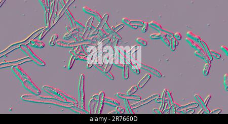 Erysipelothrix bacteria, computer illustration. A species of pleomorphic rod-shaped bacteria causing the skin disease erysipeloid, particularly in ind Stock Photo