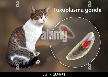 Parasitic protozoans Toxoplasma gondii, the causative agent of toxoplasmosis, in tachyzoite stage, computer illustration, and photograph of a street c Stock Photo