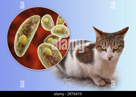Parasitic protozoans Toxoplasma gondii, the causative agent of toxoplasmosis, in tachyzoite stage, computer illustration, and photograph of a street c Stock Photo
