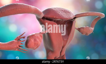 Healthy ovary and fallopian tube, computer illustration. Stock Photo