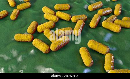 Enterobacter sp. bacteria, computer illustration. These are Gram ...
