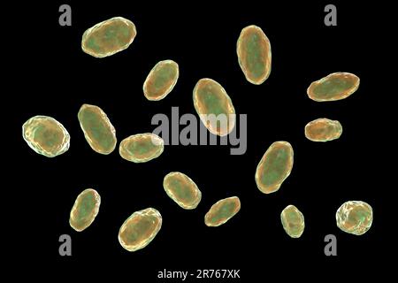 Yersinia enterocolitica, Gram negative rod-shaped bacteria, an enterobacteria, computer illustration. Y. enterocolitica may cause enteritis, an inflam Stock Photo