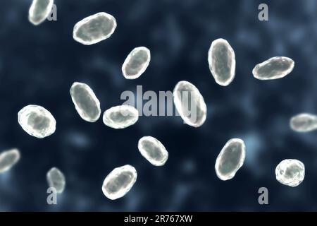 Yersinia enterocolitica, Gram negative rod-shaped bacteria, an enterobacteria, computer illustration. Y. enterocolitica may cause enteritis, an inflam Stock Photo