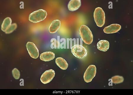 Yersinia enterocolitica, Gram negative rod-shaped bacteria, an enterobacteria, computer illustration. Y. enterocolitica may cause enteritis, an inflam Stock Photo