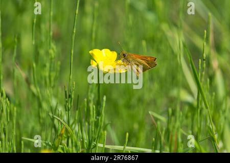 Large skipper butterfly (Ochlodes venatus) on a buttercup Stock Photo