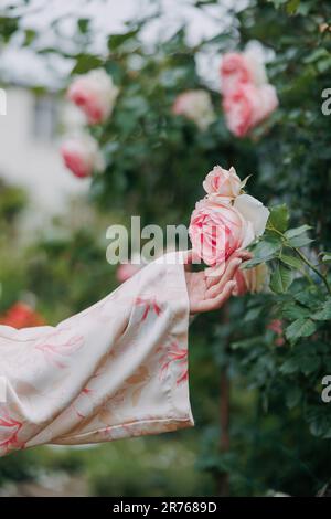 Hand of woman in Japanese kimono dress touching bud and flower of pink Eden rose in garden. Closeup. Stock Photo
