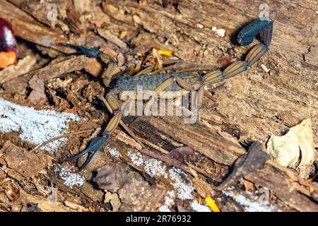 Edward's bark scorpion (Centuroides edwardsii). Osa Peninsula, Costa Rica. Stock Photo