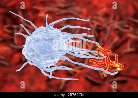Macrophage engulfing TB bacteria. Computer illustration of a macrophage white blood cell (blue) engulfing a tuberculosis (Mycobacterium tuberculosis) Stock Photo