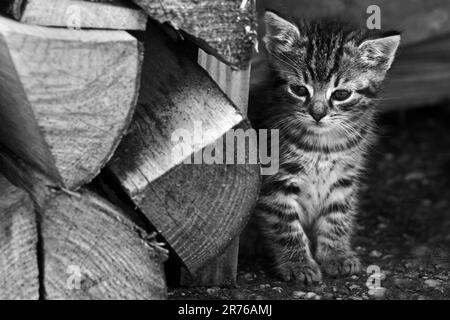 One kitten peeking out from behind wood stack in black and white Stock Photo