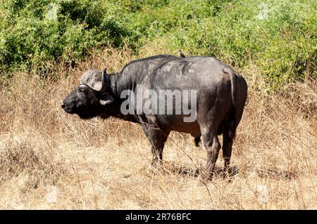 Cape Buffalo (Syncerus caffer caffer) Chobe National Park, Botswana. Ox Pecker on back Stock Photo