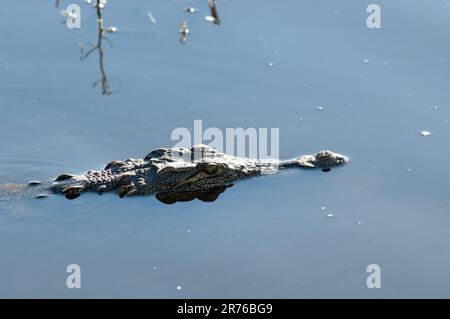 African (Nile) crocodile adopts a classic ambush position, silent and still with just eyes and nostrils above water. Chobe River, Botswana Stock Photo