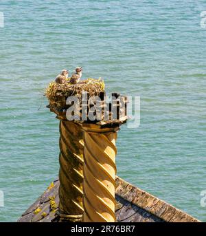 Herring Gull chicks calling to be fed in a nest in an ornate chimney pot at Portmeirion in North Wales UK Stock Photo