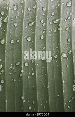 Drops of dew on green leaf. Water drops on banana leaf. Green leaf with dew. Nature after rain, close up. Freshness concept. Natural patterns. Stock Photo