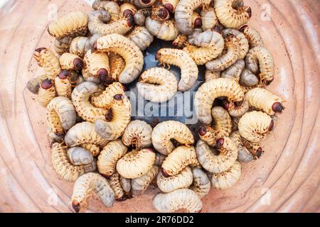 Bamboo worms close up. Living edible worms. Fat white caterpillars in plate. Organic protein concept. Traditional asian food. Group of maggots. Stock Photo