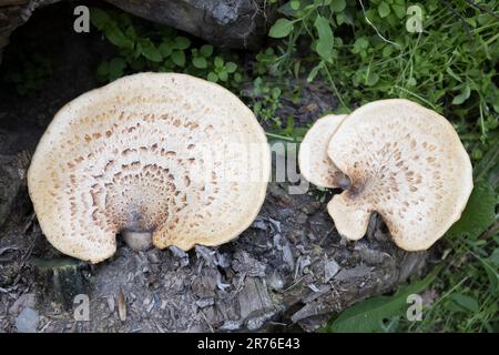 Close-up of giant tree mushrooms, fungus grow on old dead tree in the woods. Stock Photo