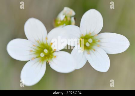 Meadow Saxifrage (Saxifraga granulata) close up of flowers of plant growing on 'unimproved' grazing land, Scottish Borders, Scotland, June 2021 Stock Photo