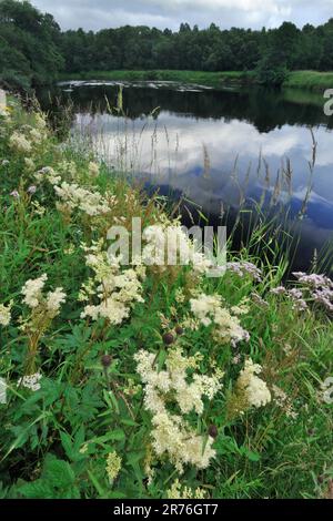 Meadowsweet (Filipendula ulmaria) growing on the bank of the River Spey, Cairngorms National Park, Speyside, Scotland, August 2015 Stock Photo