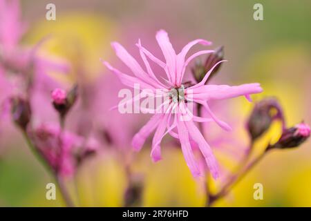 Ragged Robin (Lychnis flos-cuculi) close-up of flower with out of focus meadow buttercups in the background. Three Hagges Wood Meadow, North Yorkshire Stock Photo