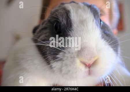 Adorable fluffy white and gray nano domestic rabbit's muzzle closeup. Cute domestic animal. Easter bunny Stock Photo