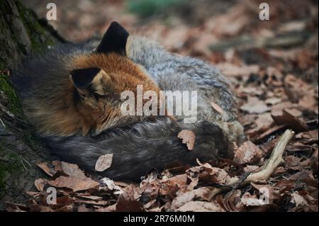 Calm wild fox with fluffy fur lying on dry fallen autumn leaves and sleeping in forest Stock Photo