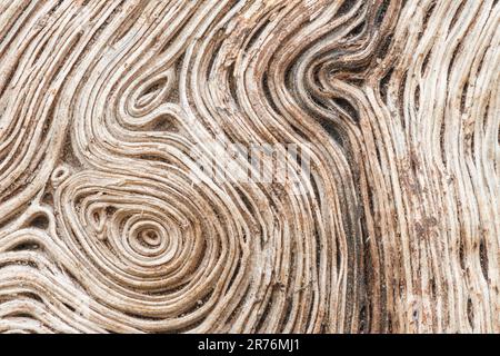 Closeup photograph of wood grain patterns in a weathered maple log Stock Photo