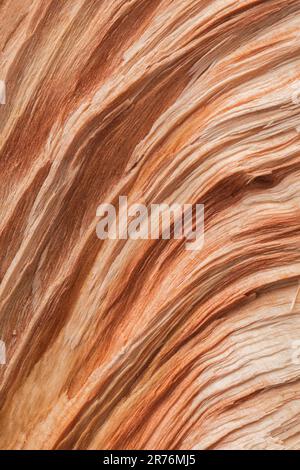 Closeup textured background of brown wavy lines and shades forming wood surface in nature Stock Photo
