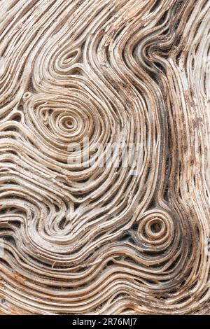 Close up photograph of grain patterns in a weathered maple log Stock Photo