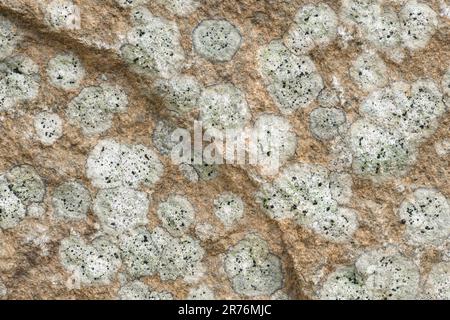 Top view closeup textured background of natural gray stone with small white spots Stock Photo