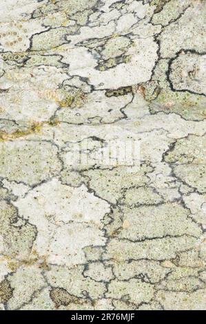 Top view closeup textured background of green and white marble surface with cracks and uneven lines Stock Photo