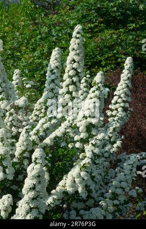 White, Spiraea nipponica 'Tosaensis', Flowering, Shrub, Blooming, Garden, Deciduous, Plant Stock Photo