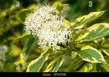 Dogwood Cornus 'Hedgerows Gold' Cornus Flower Cornus alba 'Hedgerows Gold' Flowering Dogwood Cornus Shrub White Yellow Leaves Margins Dogwood Flower Stock Photo