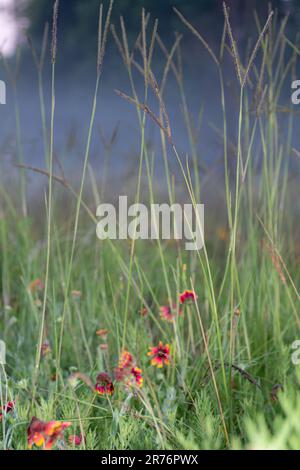 Indian blanket flowers, Gaillardia pulchella, growing in a mist covered meadow on an early summer morning. Stock Photo