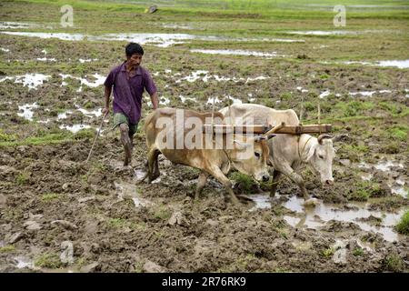 Guwahati, Guwahati, India. 11th June, 2023. A farmer plough his paddy field with bullocks at Baganpara in Baksa district of Assam India on Sunday 11th June 2023. (Credit Image: © Dasarath Deka/ZUMA Press Wire) EDITORIAL USAGE ONLY! Not for Commercial USAGE! Stock Photo