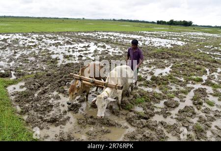 Guwahati, Guwahati, India. 11th June, 2023. A farmer plough his paddy field with bullocks at Baganpara in Baksa district of Assam India on Sunday 11th June 2023. (Credit Image: © Dasarath Deka/ZUMA Press Wire) EDITORIAL USAGE ONLY! Not for Commercial USAGE! Stock Photo