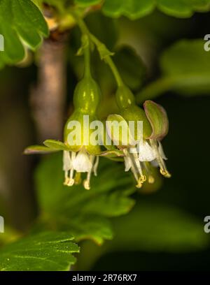 European Gooseberry (Ribes uva-crispa) Flowers Stock Photo