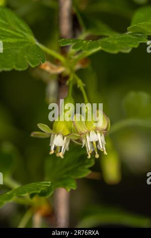 European Gooseberry (Ribes uva-crispa) Flowers Stock Photo