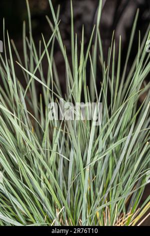 Leaves of Blue Oat Grass (Helictotrichon sempervirens) Stock Photo