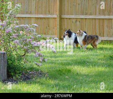 Two Shetland Sheepdogs (shelties) relax safely in a fenced in yard. Spring blooms on the shrubs and green grass. Beautiful, long haired dogs. Stock Photo