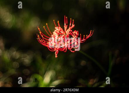 A vibrant red spider lily blooms in a sunlit field of lush green grass Stock Photo