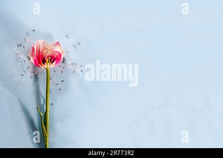 Tulips flowers on colored background in flat lay with copy space in top view Stock Photo