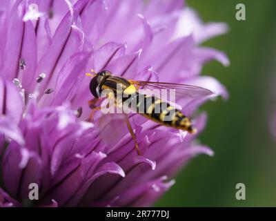 Long Hoverfly, Sphaerophoria scripta, feeding on chive flower Stock Photo
