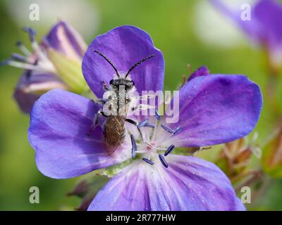 Ashy Mining Bee, Andrena cineraria, feeding on blue geranium flower. Stock Photo