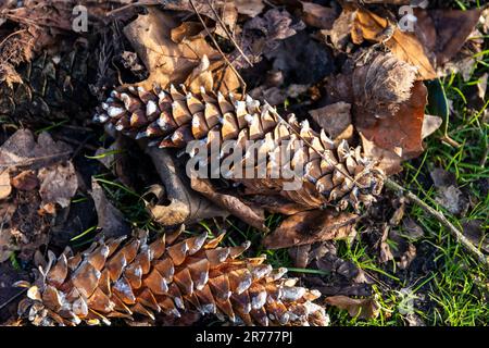 A closeup shot of pine cones and dry autumn leaves on a forest floor Stock Photo
