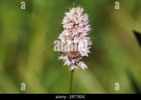 Dock bug (Coreus marginatus), family Coreidae on flowers of bistort (Bistorta officinalis, synonym Persicaria bistorta), dock family (Polygonaceae). Stock Photo