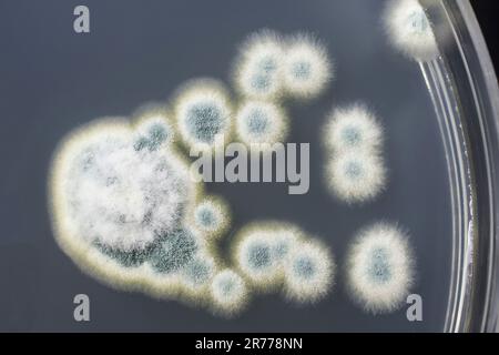 Colonies of Penicillium fungi grown on Sabouraud Dextrose Agar (SDA). Penicillium is a mold fungus that causes food spoilage, used in cheese productio Stock Photo