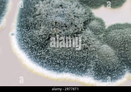 Colonies of Penicillium fungi grown on Sabouraud Dextrose Agar (SDA). Penicillium is a mold fungus that causes food spoilage, used in cheese productio Stock Photo