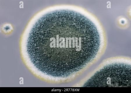 Colonies of Penicillium fungi grown on Sabouraud Dextrose Agar (SDA). Penicillium is a mold fungus that causes food spoilage, used in cheese productio Stock Photo