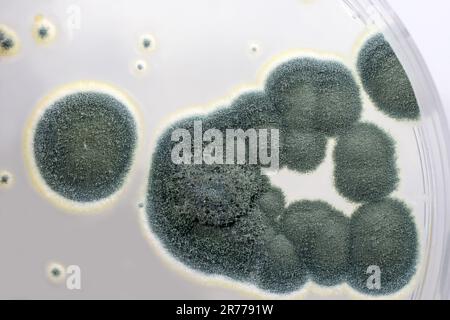 Colonies of Penicillium fungi grown on Sabouraud Dextrose Agar (SDA). Penicillium is a mold fungus that causes food spoilage, used in cheese productio Stock Photo