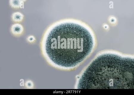 Colonies of Penicillium fungi grown on Sabouraud Dextrose Agar (SDA). Penicillium is a mold fungus that causes food spoilage, used in cheese productio Stock Photo