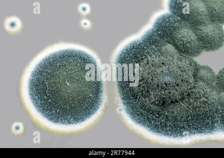 Colonies of Penicillium fungi grown on Sabouraud Dextrose Agar (SDA). Penicillium is a mold fungus that causes food spoilage, used in cheese productio Stock Photo